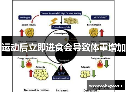 运动后立即进食会导致体重增加